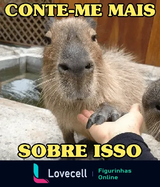 Fotografia de uma capivara com uma expressão curiosa, colocando sua pata na mão de uma pessoa, acompanhado do texto 'CONTE-ME MAIS SOBRE ISSO'.