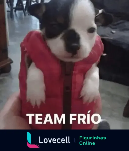 Cachorro fofo vestido para o inverno - Team Frio