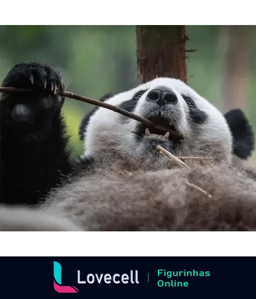 Figurinha de um panda relaxando deitado de costas, segurando um galho e com expressão descontraída em um ambiente verde que parece seu hábitat natural.