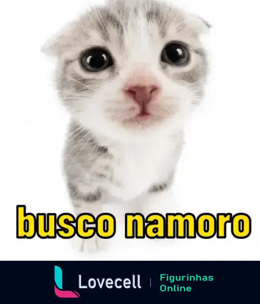 Figurinha de um gatinho com olhar adorável e o texto 'busco namoro', ideal para o Dia dos Namorados.