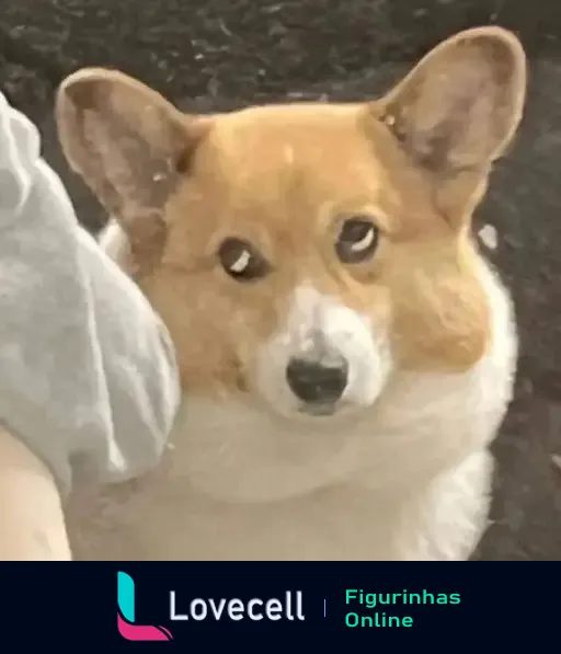 Um cachorrinho Corgi de olhar curioso, com pelagem laranja e branca, observando a cena com interesse. O Corgi tem orelhas grandes e fofas.