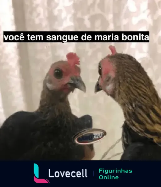 Galinha reflexiva frente ao espelho com a frase: você tem sangue de Maria Bonita