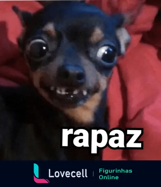 Figurinha de cachorro Chihuahua com expressão engraçada e dentes à mostra, palavra 'rapaz' indicando surpresa, ideal para reações inesperadas