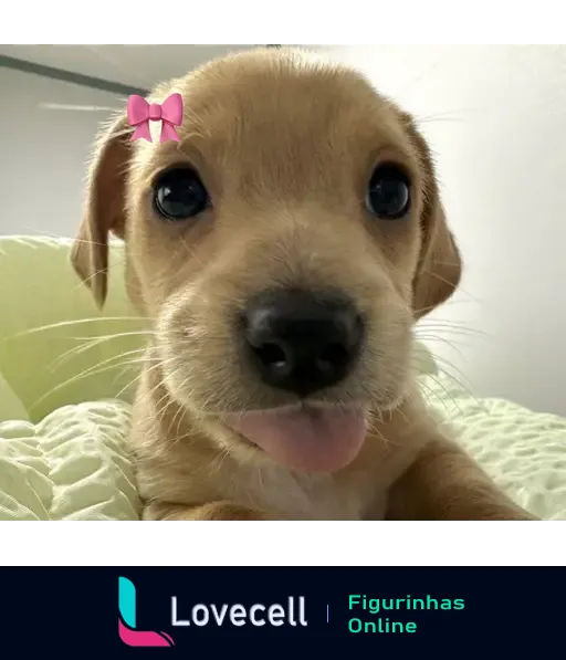 Cachorrinho fofo com língua de fora, exibindo um olhar adorável e olhos grandes, com um laço rosa na cabeça sobre um fundo claro.